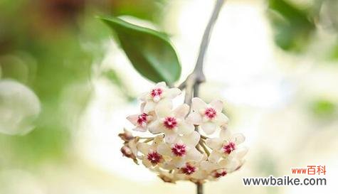 以球兰的花语为媒介 球兰花语