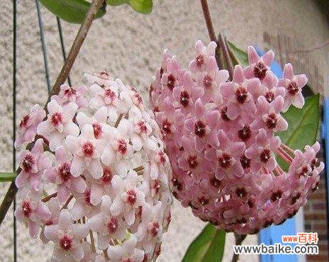 以球兰的花语为媒介 球兰花语