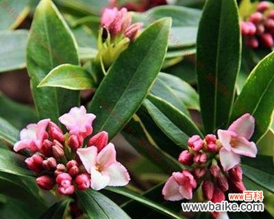 探索瑞香花的花语及其象征意义 瑞香花语之美——传递爱与希望的花朵