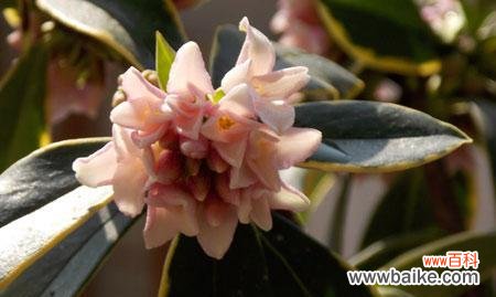 探索瑞香花的花语及其象征意义 瑞香花语之美——传递爱与希望的花朵