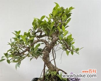 打造繁荣昌盛的生活氛围 以榕树盆景怎么养寓意