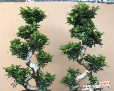 打造繁荣昌盛的生活氛围 以榕树盆景怎么养寓意