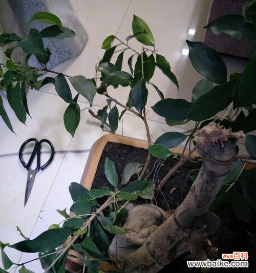 探寻生命之树的奥秘 小榕树的寓意与象征