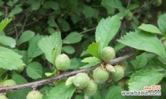 揭示植物繁衍与适应的机制 探索植物世界的奥秘——以李亚科代表植物的主要特征