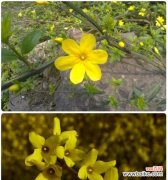 探索连翘的风水灵气 连翘的风水寓意和摆放位置