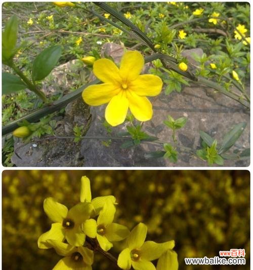 探索连翘的风水灵气 连翘的风水寓意和摆放位置