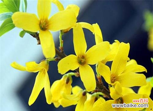 探索连翘的风水灵气 连翘的风水寓意和摆放位置