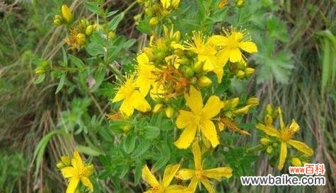 探索连翘的风水灵气 连翘的风水寓意和摆放位置