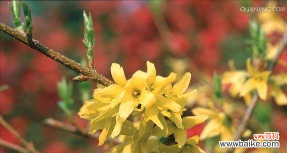 揭开连翘花蕴含的深意 连翘花的寓意与象征风水之探索
