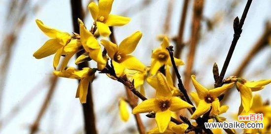 揭开连翘花蕴含的深意 连翘花的寓意与象征风水之探索