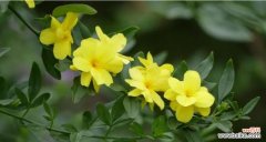 揭示连翘花的传统涵义及当代象征意义 连翘花的寓意与象征