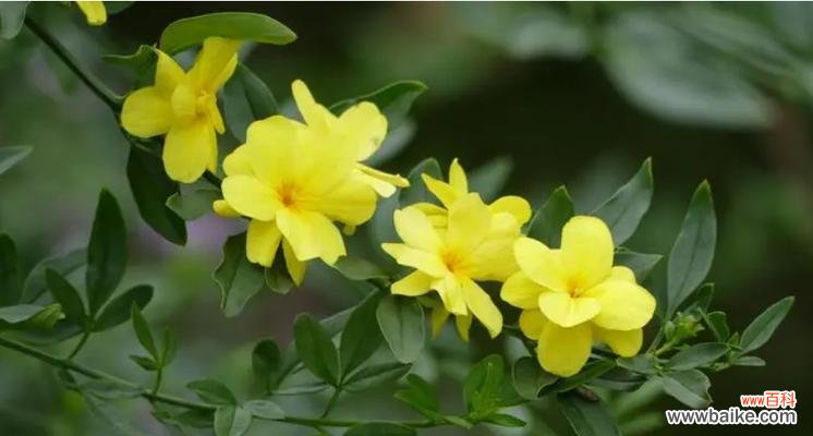 揭示连翘花的传统涵义及当代象征意义 连翘花的寓意与象征