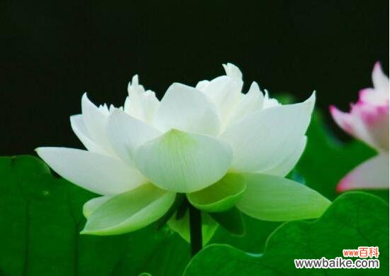 莲花寓意的深远与风水的秘密 莲花