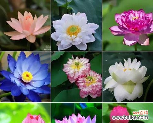 莲花寓意的深远与风水的秘密 莲花