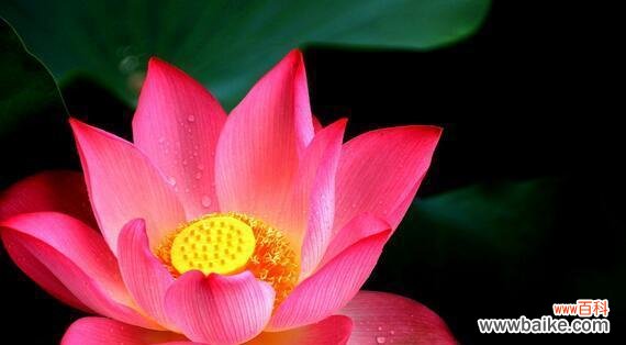 探寻莲花在文化和宗教中的多重意义 莲花的象征意义——生命之美