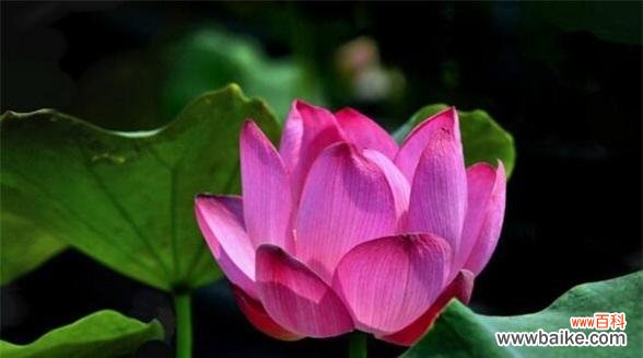 探寻莲花在文化和宗教中的多重意义 莲花的象征意义——生命之美