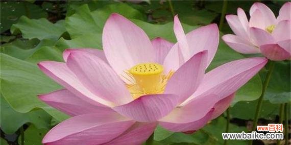 探寻莲花在文化和宗教中的多重意义 莲花的象征意义——生命之美