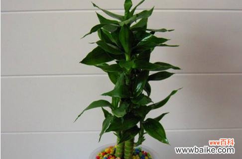 探究莲花竹的风水意义及象征寓意 以莲花竹的寓意与象征风水