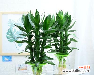 探究莲花竹的风水意义及象征寓意 以莲花竹的寓意与象征风水