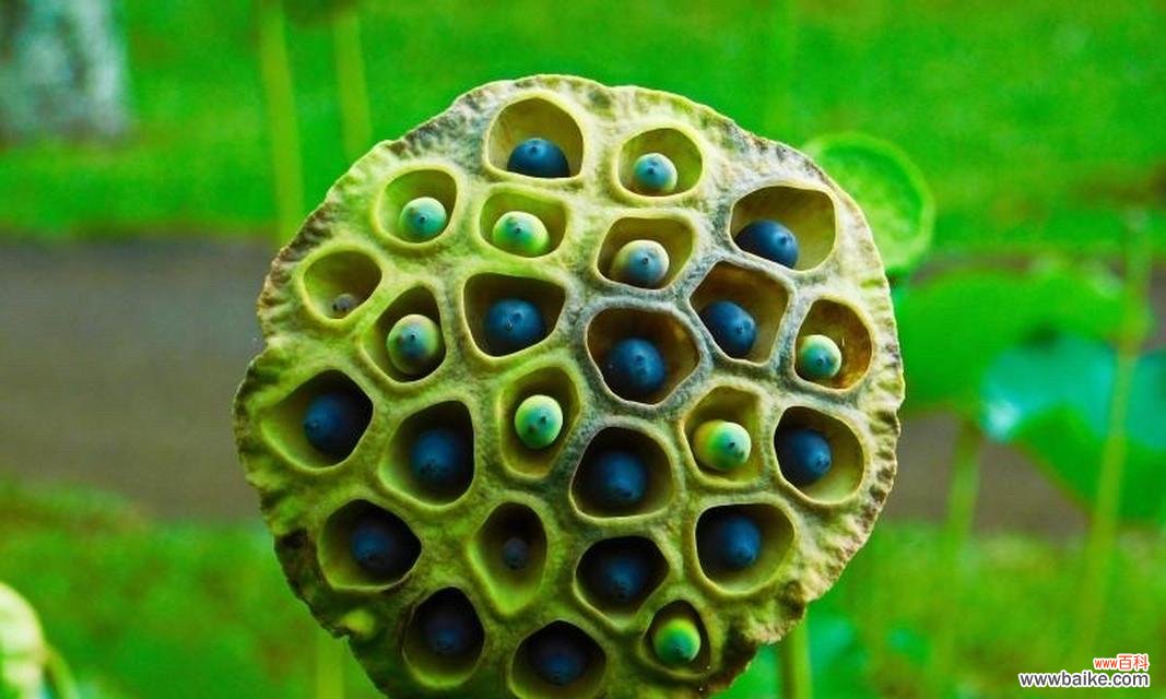 深入探究莲蓬的寓意 莲蓬的象征意义与代表