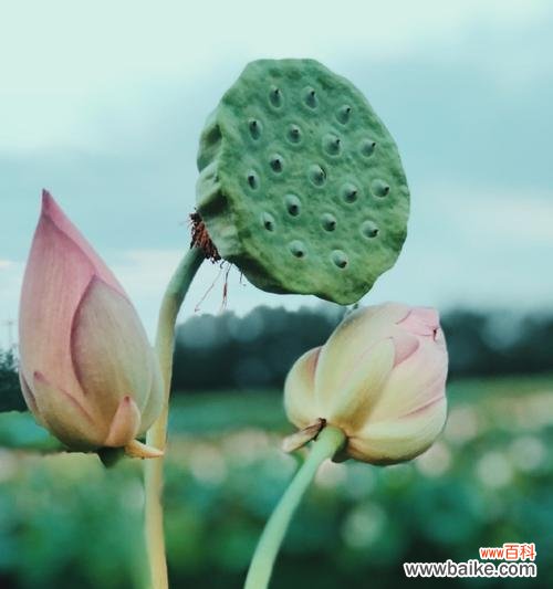 深入探究莲蓬的寓意 莲蓬的象征意义与代表