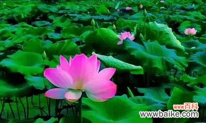 揭秘莲藕的象征意义及其在风水中的应用 莲藕风水之福富吉祥