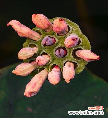 探索莲蓬的象征符号和文化内涵 以莲蓬为象征的寓意与意义