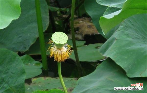 探索莲蓬的象征符号和文化内涵 以莲蓬为象征的寓意与意义