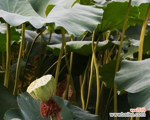 揭开莲蓬的神秘面纱 以莲蓬的寓意和象征风水