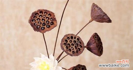 揭开莲蓬的神秘面纱 以莲蓬的寓意和象征风水