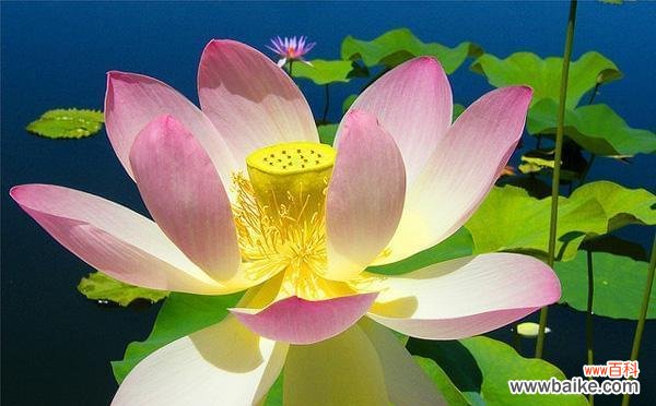 莲子的禅意之美 以莲子象征着的意义与寓意