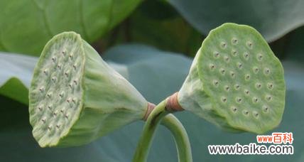 莲子的禅意之美 以莲子象征着的意义与寓意