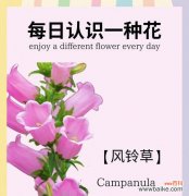 探秘风铃草花语 缤纷风铃草