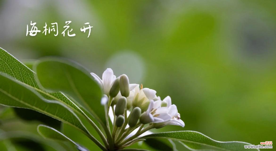 探秘海桐花的花语之谜 海桐花花语——传递美丽与纯洁