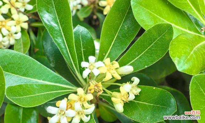 探秘海桐花的花语之谜 海桐花花语——传递美丽与纯洁