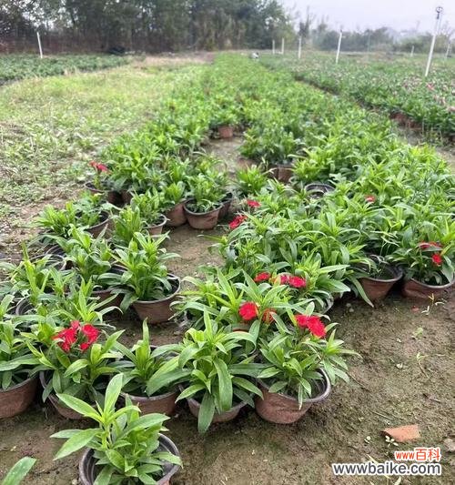 探寻常夏石竹的花语 常夏石竹花语