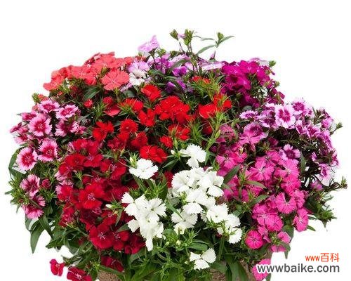 探寻常夏石竹的花语 常夏石竹花语