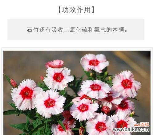 探寻常夏石竹的花语 常夏石竹花语