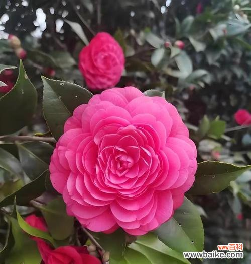 花开花落 以白玫瑰的花语为主题的文章