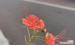 探索云实花的独特含义 云实的花语与文化背景