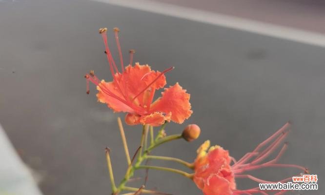 探索云实花的独特含义 云实的花语与文化背景