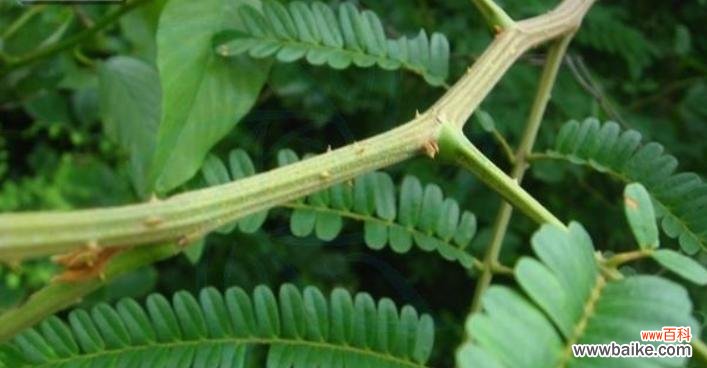 探索云实花的独特含义 云实的花语与文化背景