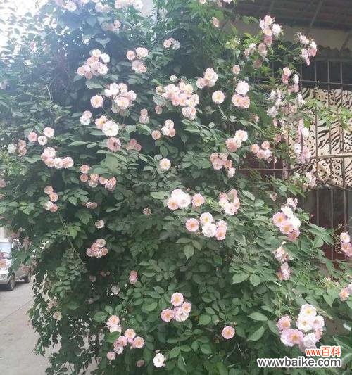 探索云实花的独特含义 云实的花语与文化背景