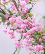 垂丝海棠——绽放自我 垂丝海棠花语与美好心情