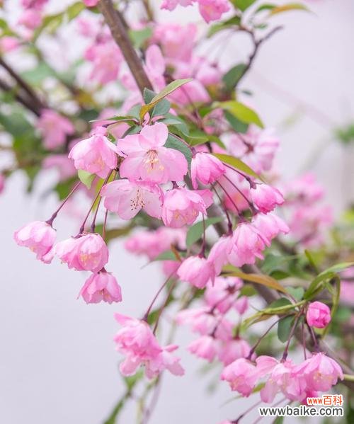 垂丝海棠——绽放自我 垂丝海棠花语与美好心情