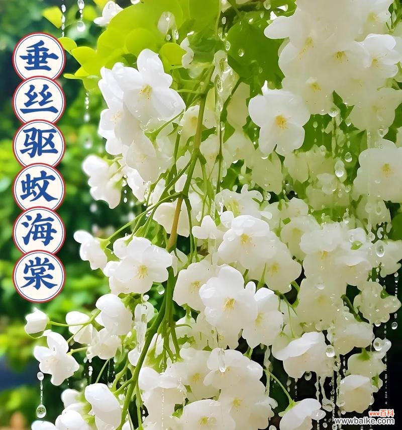 垂丝海棠——绽放自我 垂丝海棠花语与美好心情