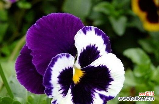 揭秘三色堇的神秘力量 三色堇花语与传说故事