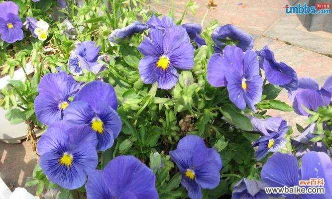 揭秘三色堇的神秘力量 三色堇花语与传说故事