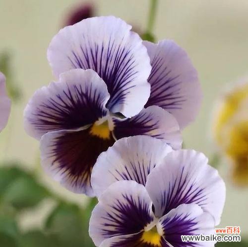 探寻三色堇花语的深意 三色堇之美