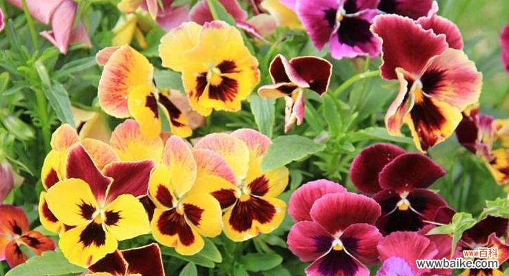 三色堇花语的深层含义与象征 三色堇花语解析——鲜花中的美丽与希望